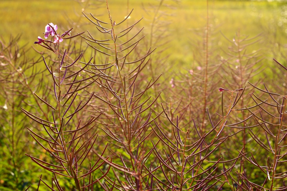 Fireweed and the light